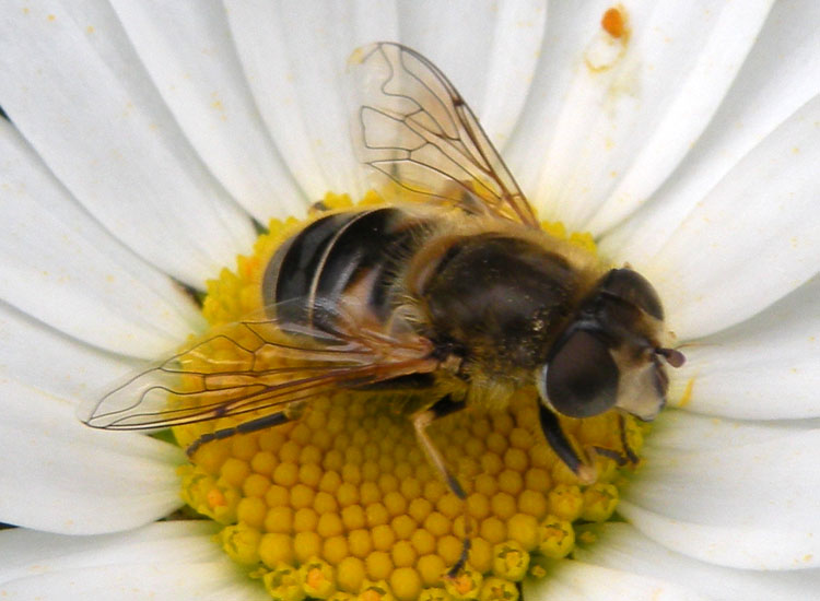 Eristalis interrupta?